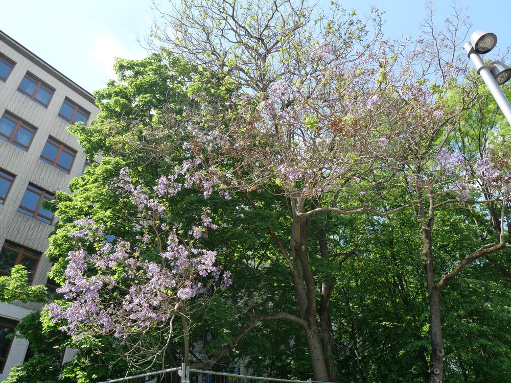 P1025487.JPG